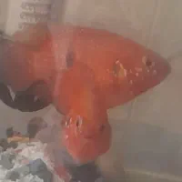 جفت ماهیجوئل|ماهی|تهران, شهرک شریعتی|دیوار