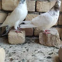 کفتر درجه یک|پرنده|اصفهان, گورت|دیوار