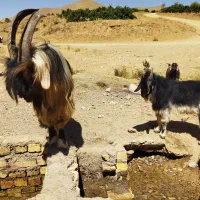 بزغاله شیرازی