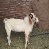 محمد اباد شیخ|حیوانات مزرعه|نرماشیر, |دیوار