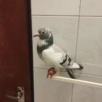 پلاکی گرفتنی مسابقات