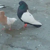 کبوتر تهرانی