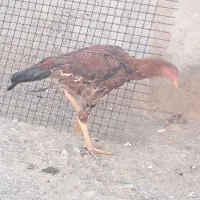 خروس|حیوانات مزرعه|ملکان, |دیوار