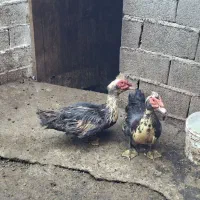اردک اسرائیلی نر دوعدد