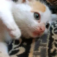گربه ناز بازیگوش برای افرادعاشق این کوچولو ها هستن