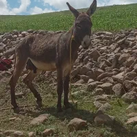 خرنر