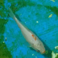 ماهی قرمز ماده بالغ . سایز بزرگ