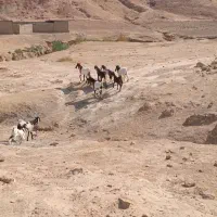 بز پاکستانی|حیوانات مزرعه|دره شهر, |دیوار