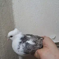 تعدادی کبوتر|پرنده|فولادشهر, مسکن مهر فولادشهر|دیوار