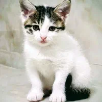 واگذاری رایگان گربه