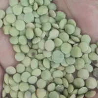 عدس بیله سوار