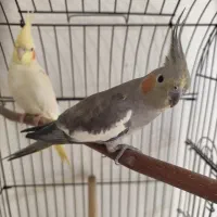 دو تا عروس هلندی نر و ماده