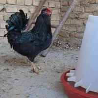 خروس مشکی .گلین