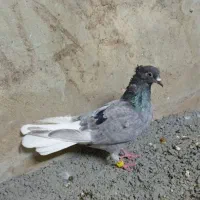کبوتر
