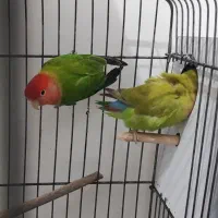 طوطی کوتوله|پرنده|میناب, |دیوار