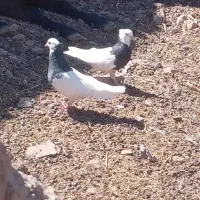 کبوتر