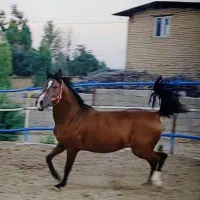 نریون درهشور