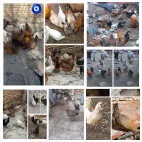 تخم مرغ نطفه دار گلین لری|حیوانات مزرعه|شهرکرد, |دیوار