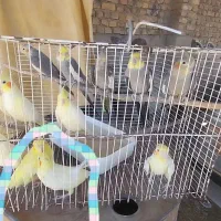جفت عروس هلندی نروماده
