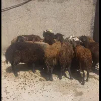 گوسفند کشتاری