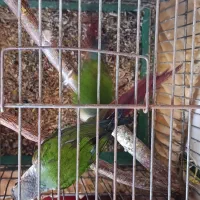 گرینچیک فول دبل رد با سابقه جوجه دهی