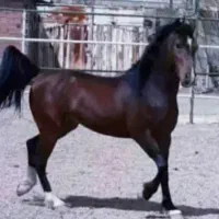 اسب فروش یا معاوضه