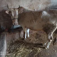 گوساله ماده