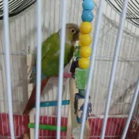 طوطی گرینجیک ماده دستی وباهوش با دوچرخه دنده ای