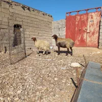 باسلام فروش ۲تاشک