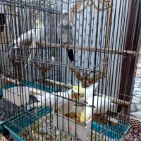 فروش عروس هلندی|پرنده|جوادآباد, |دیوار