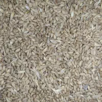 فروش گندم|عمده‌فروشی|کامفیروز, |دیوار