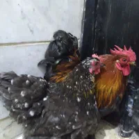 مرغ و خروس کوشین