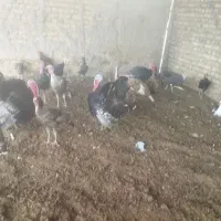 بوقلمون. غاز قوغاز.