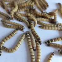 کرم سوپرورم زنده