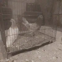 سرور و ترنجی