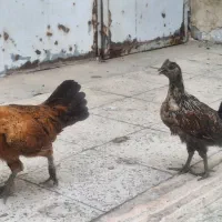 فروش نیمچه لهستانی کاکلی وایام سمانی ابلق