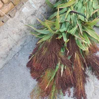 جارو شیرازی