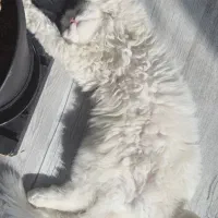 پرشین سفید|گربه|همدان, |دیوار