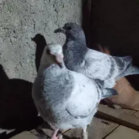 گبوترفروشی