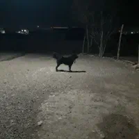 سگ قدریجانی