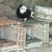 کبوتر پرشی