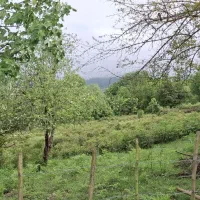 کلنگی 11000متری/ایدهآل تفکیک،ساخت ویلا،بومگردی|فروش زمین و ملک کلنگی|لاهیجان, آهندان|دیوار