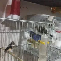 تعداد ی قناری نرو ماده|پرنده|بوشهر, |دیوار