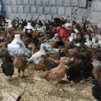 جوجه گلپایگانی(کشاورزی)|حیوانات مزرعه|جم, |دیوار