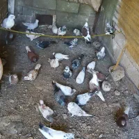 کبوتر|پرنده|سنگر, |دیوار