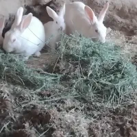 خرگوش نر وماده کار وجوجه دونی ۱۵۰نوچه۲۵۰کار۳۵۰