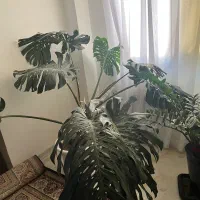 گیاه آپارتمانی|گل و گیاه طبیعی|شیراز, شهرک بهشتی|دیوار