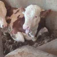 گوساله سیمینتال چاق درجه یک