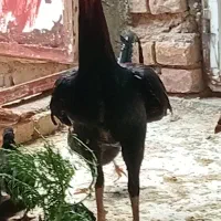 ایرپاد و مرغ و خروس لاری اصل یکساله
