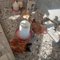 مرغ و خروس برهما بوف